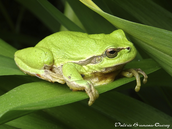 Rainette verte (Hyla arborea) © Valérie Bruneau Querey